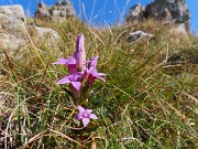 33 Gentianella anisodonta - Genzianella anisodonta baciata dal sole